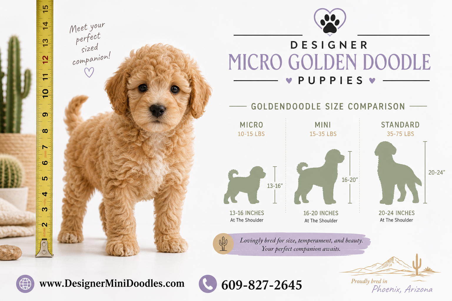 micro golden doodle puppies Phoenix