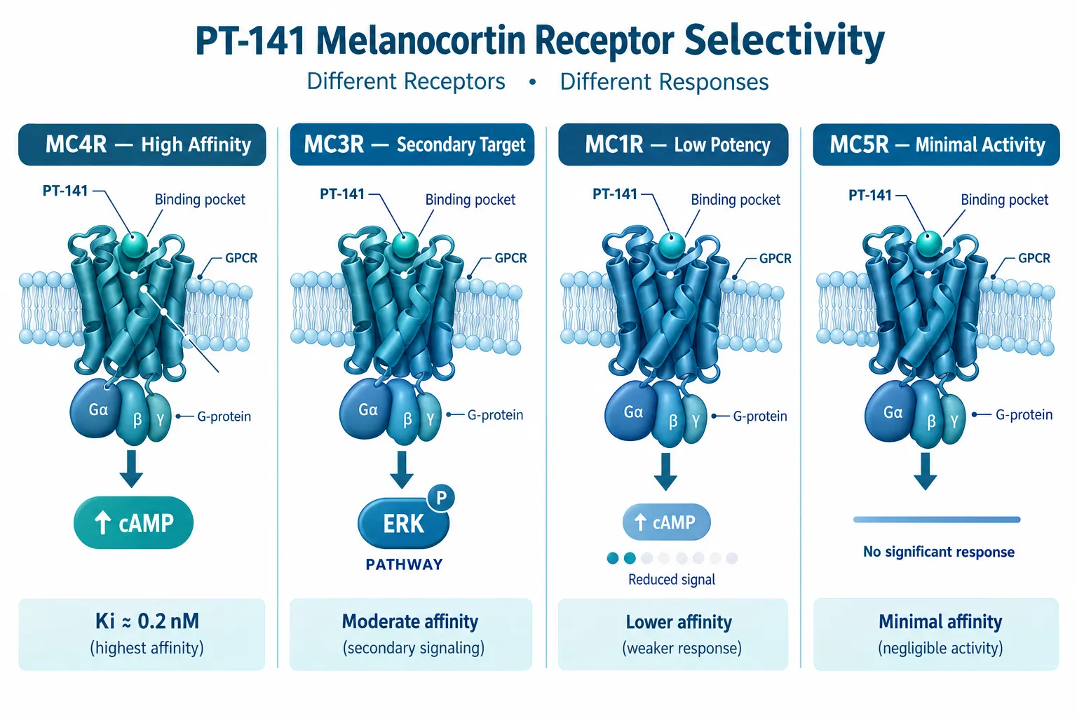 Understanding Receptor Selectivity in PT-141 Melanocortin Assays