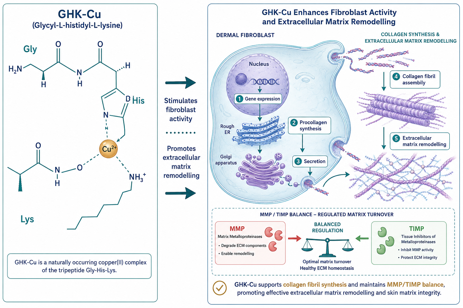 ghk-cu stimulates collagen synthesis How does GHK-Cu help in collagen synthesis and skin regeneration research