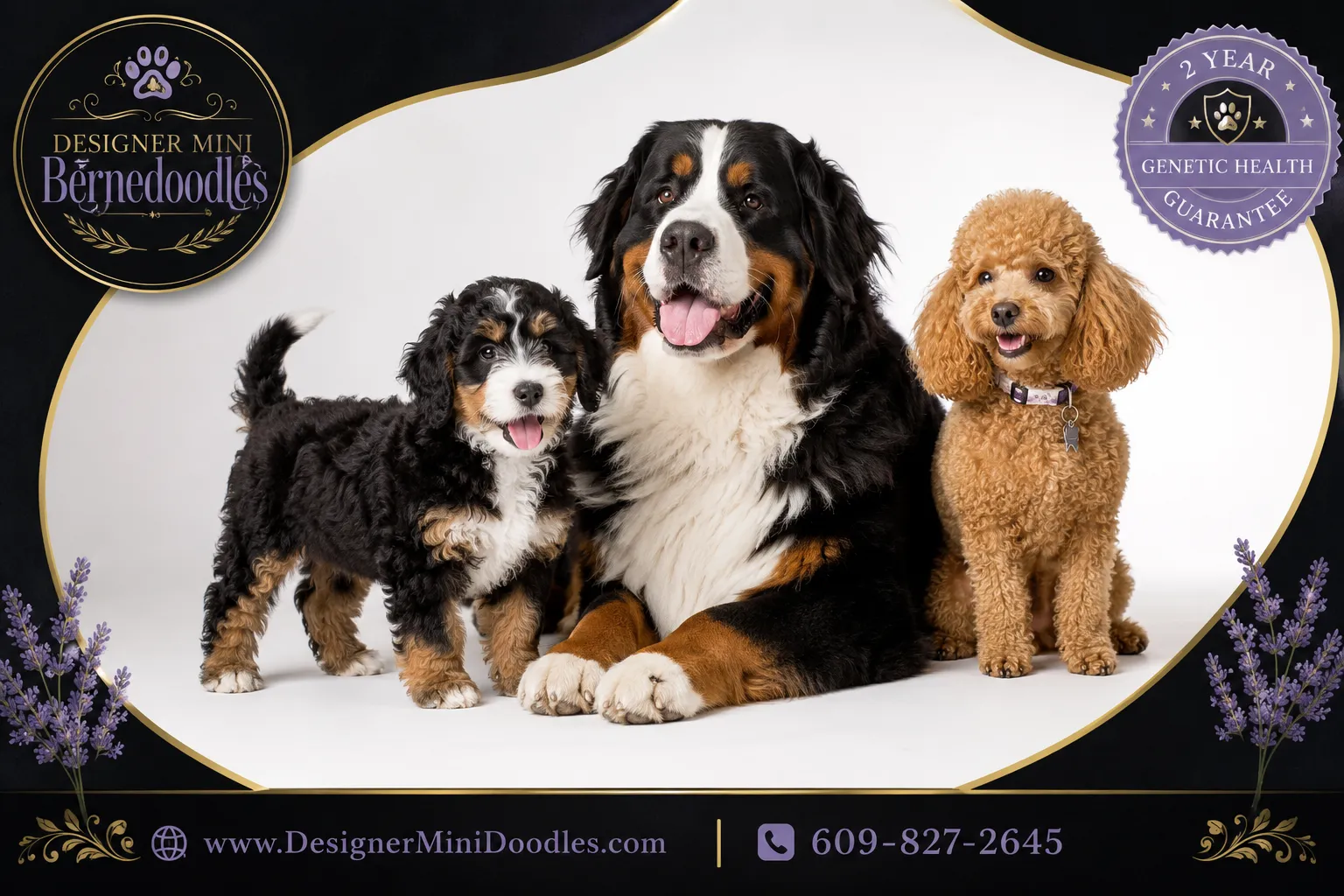 mini bernedoodles for sale LA