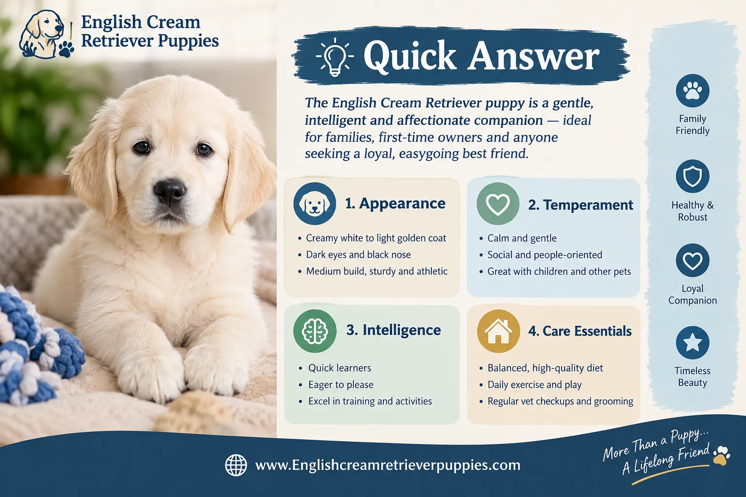 english cream retriever breeders