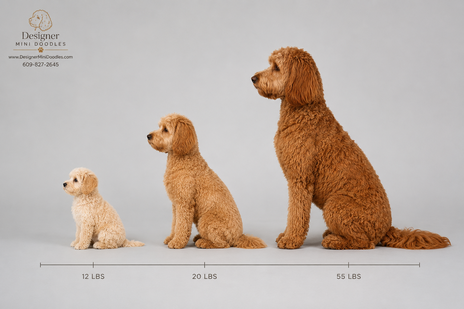 toy goldendoodle breeders nearby