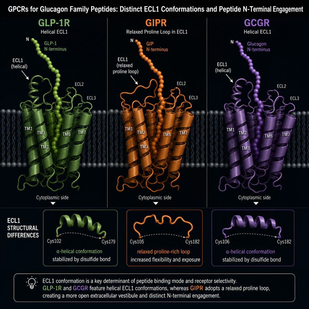 The Alpha-Helix Architecture Behind Triple-Receptor Binding