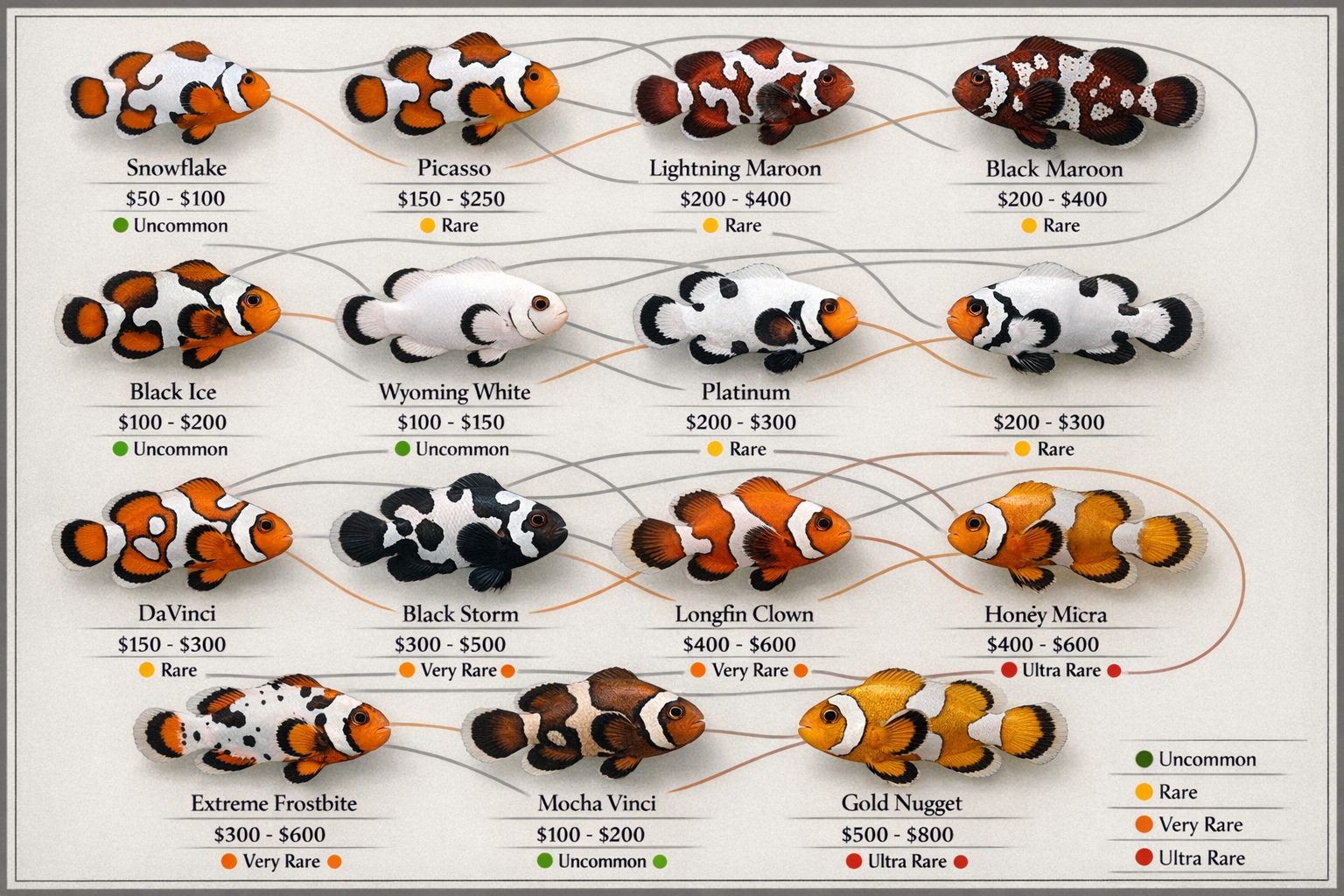 Stunning display grid showing 12 different clownfish color morphs and designer varieties: Snowflake, Picasso, Lightning, Black Ice, Wyoming 