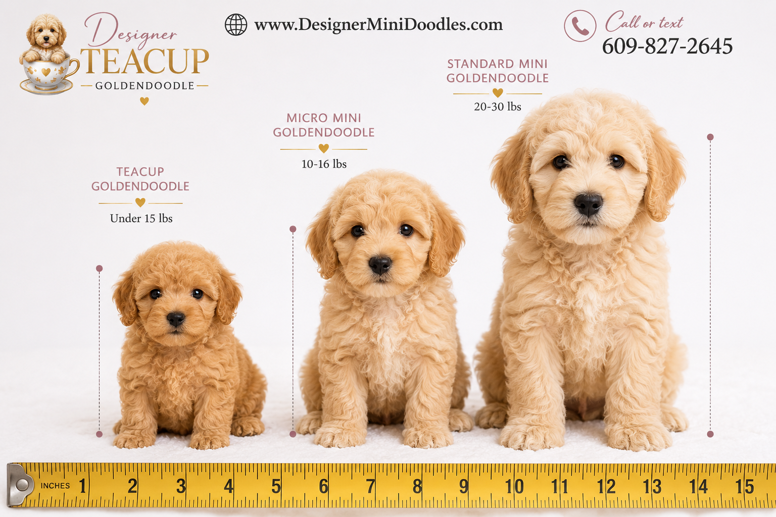 How big do teacup goldendoodles actually get?