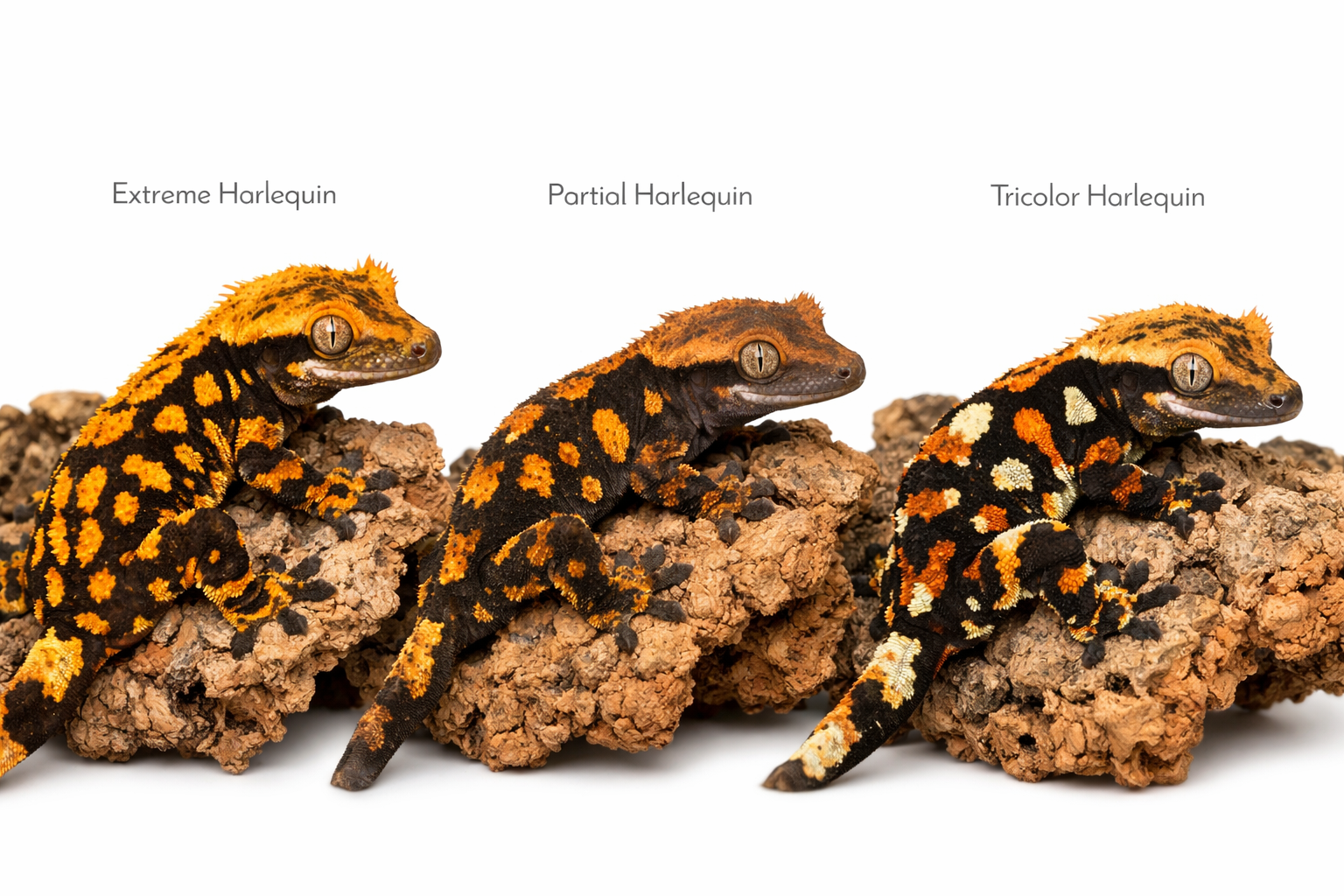 Detailed landscape format (1536x1024) image showing close-up comparison of different harlequin crested gecko pattern variations side by side