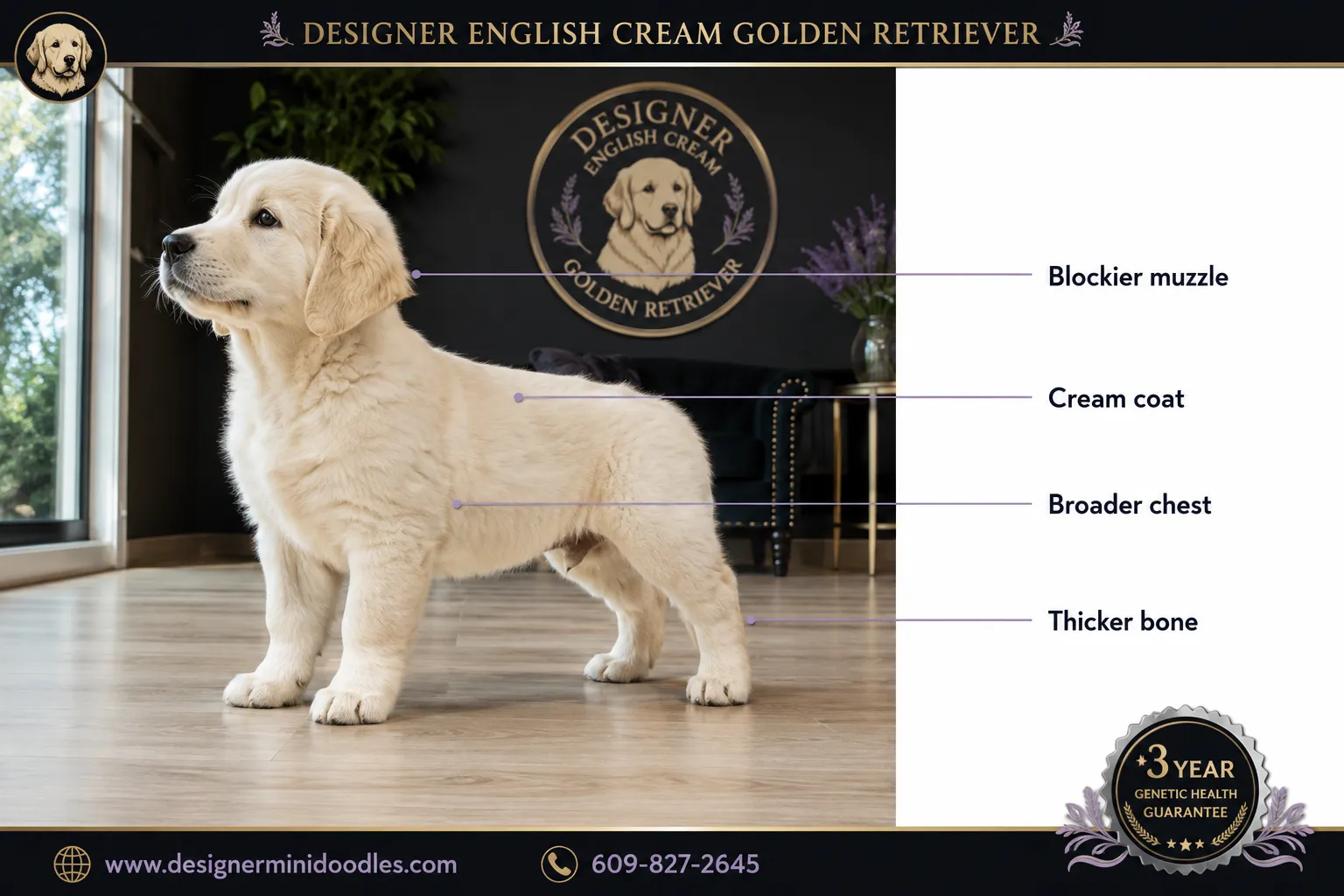 english cream golden retriever puppies Houston