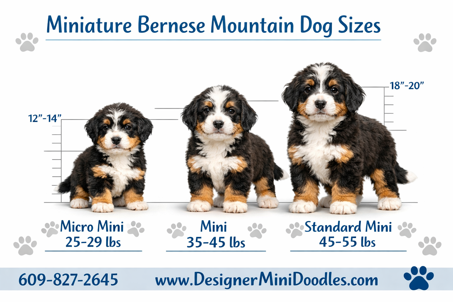 () informational image showing a size comparison chart of miniature bernese mountain dogs. Three cute tri-color bernedoodle