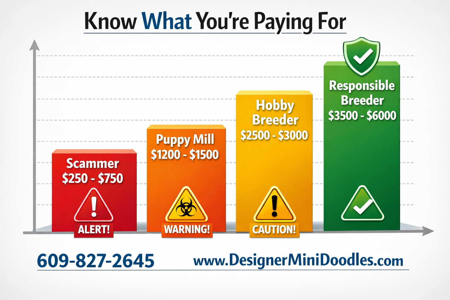 () creative infographic-style image showing a price comparison bar graph for miniature bernese mountain dog puppies. Four