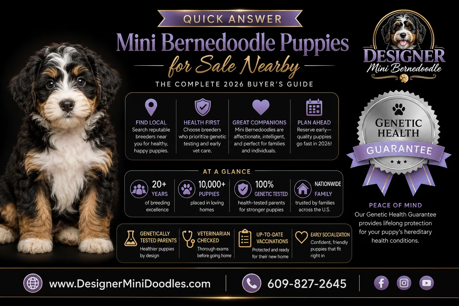 mini bernedoodle puppies for sale nearby