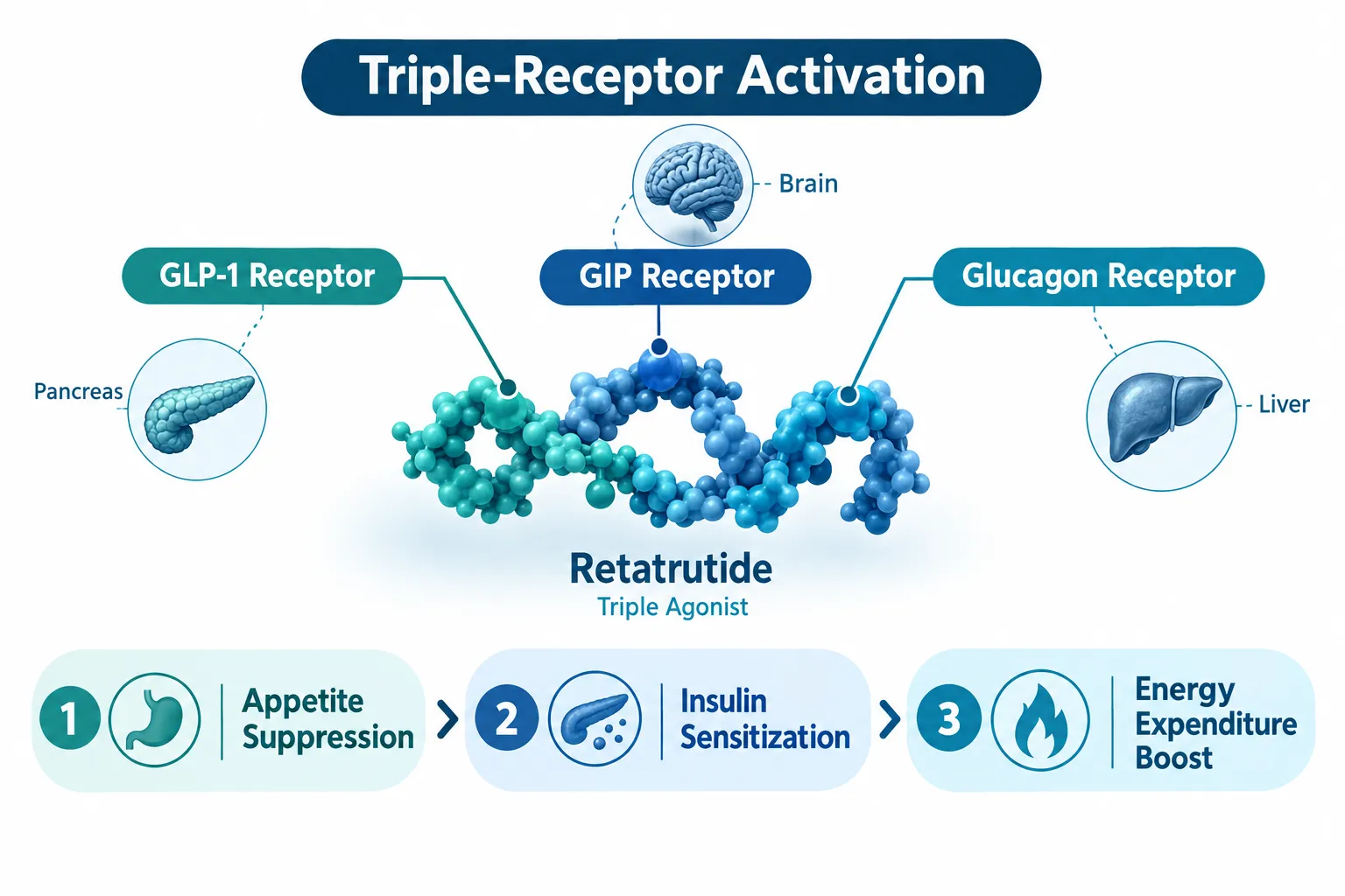 How Retatrutide Works: The Triple-Agonist Mechanism
