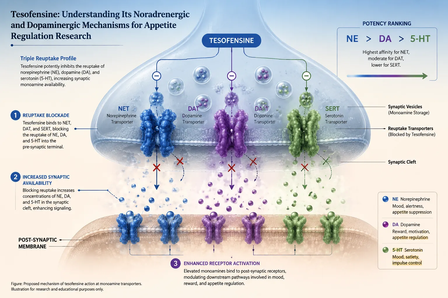 Noradrenergic Mechanisms: Satiety, Sympathetic Tone, and Hypothalamic Control
