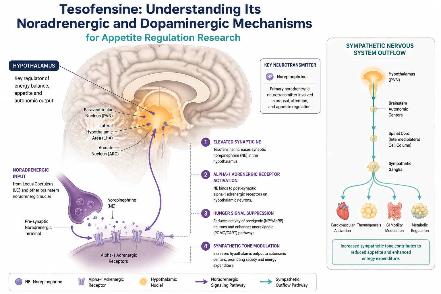 Integrated NE and DA Effects: Hypothalamic and Mesolimbic Convergence