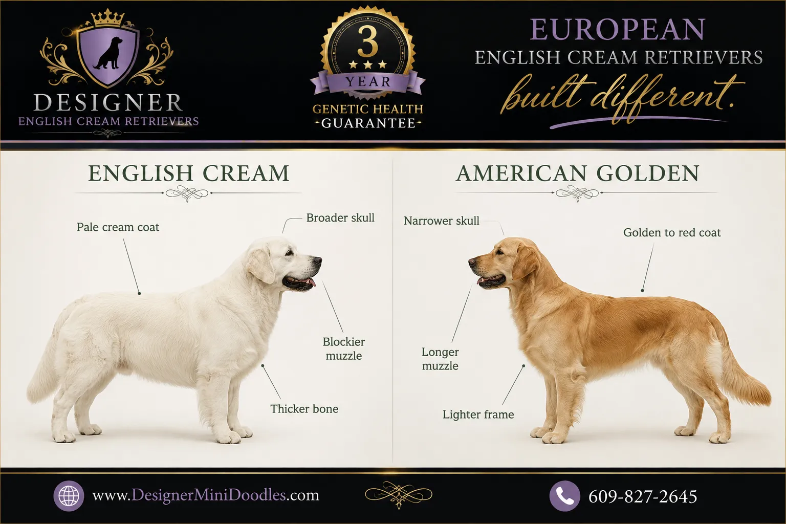 english cream golden retriever breeders