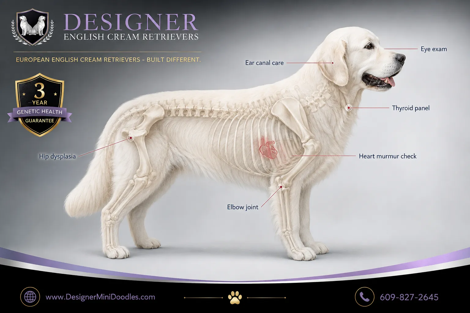 english cream golden retriever breeders