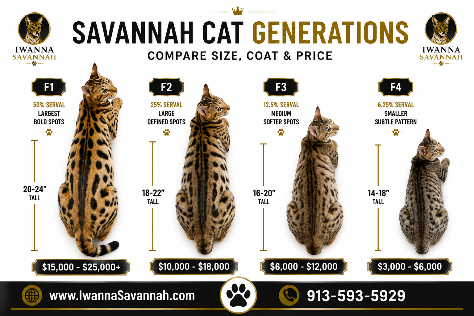 Savannah Cat Generations