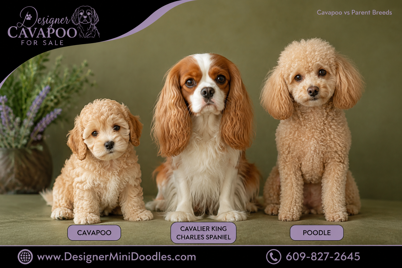 cavapoo for sale Tennessee