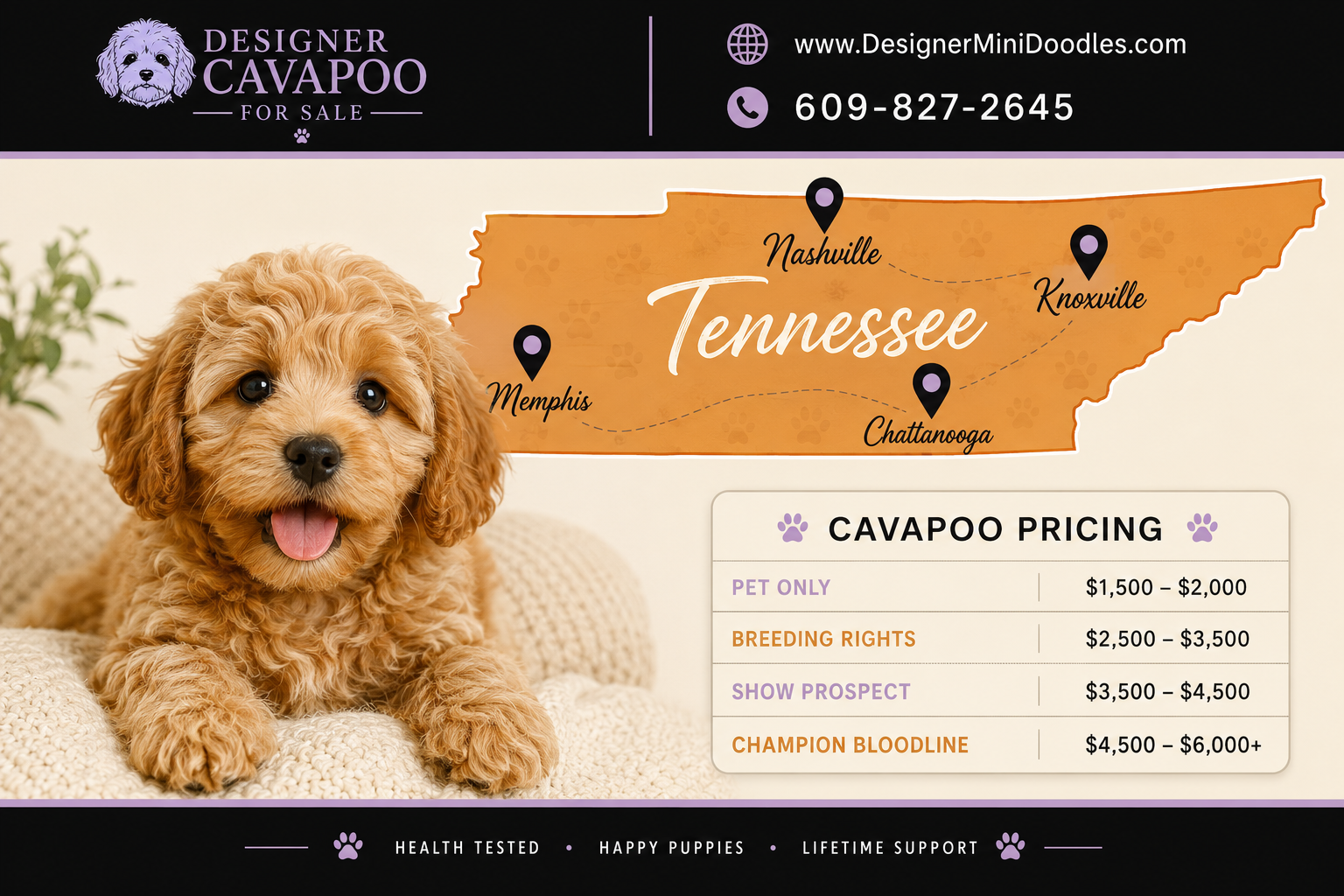 cavapoo breeders in Tennessee