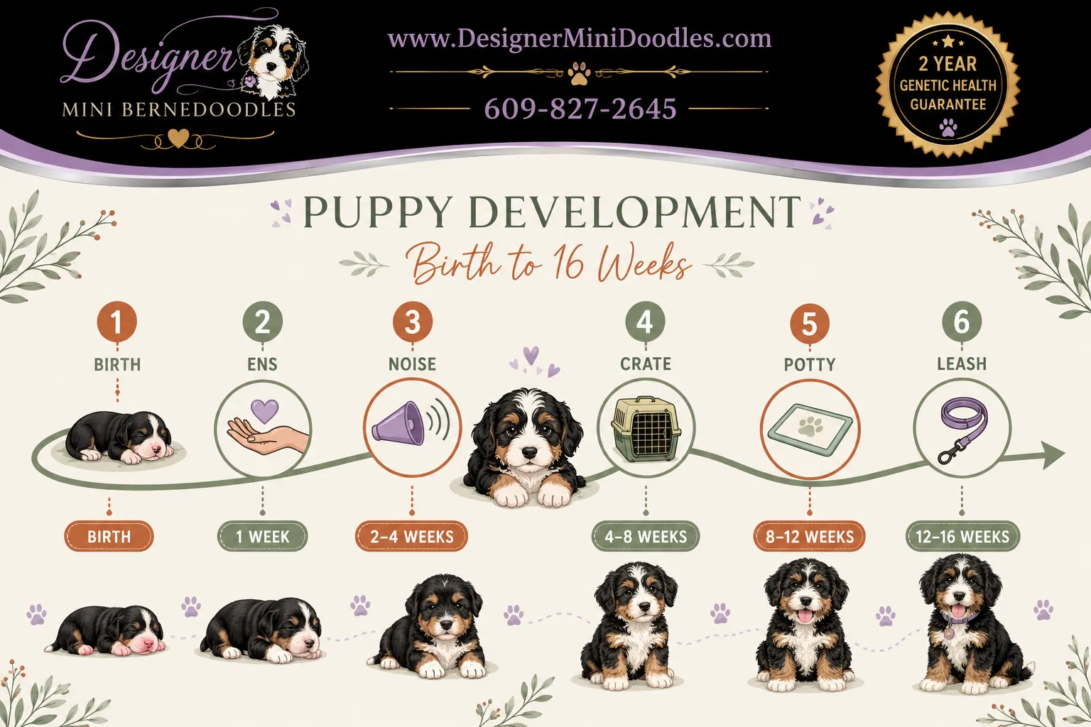 Mini Bernedoodle Puppies Tennessee