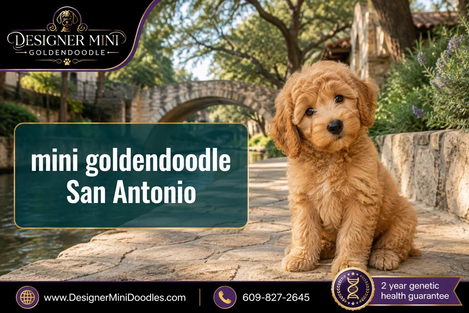mini goldendoodle San Antonio
