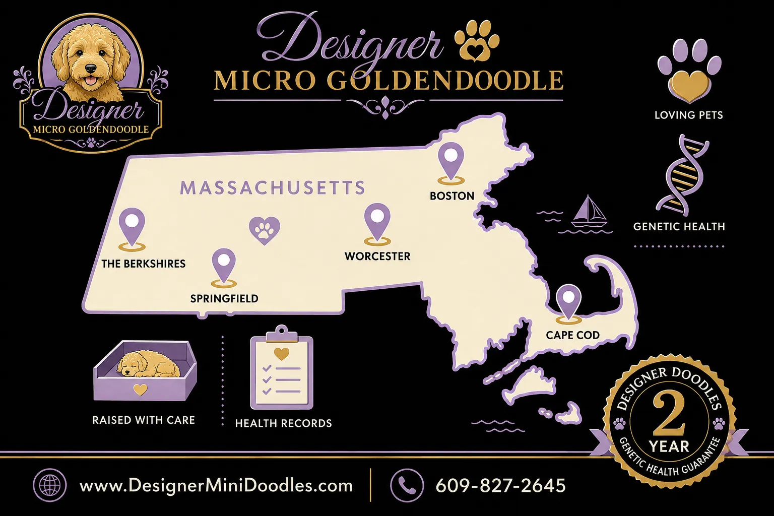 micro goldendoodle breeders Massachusetts