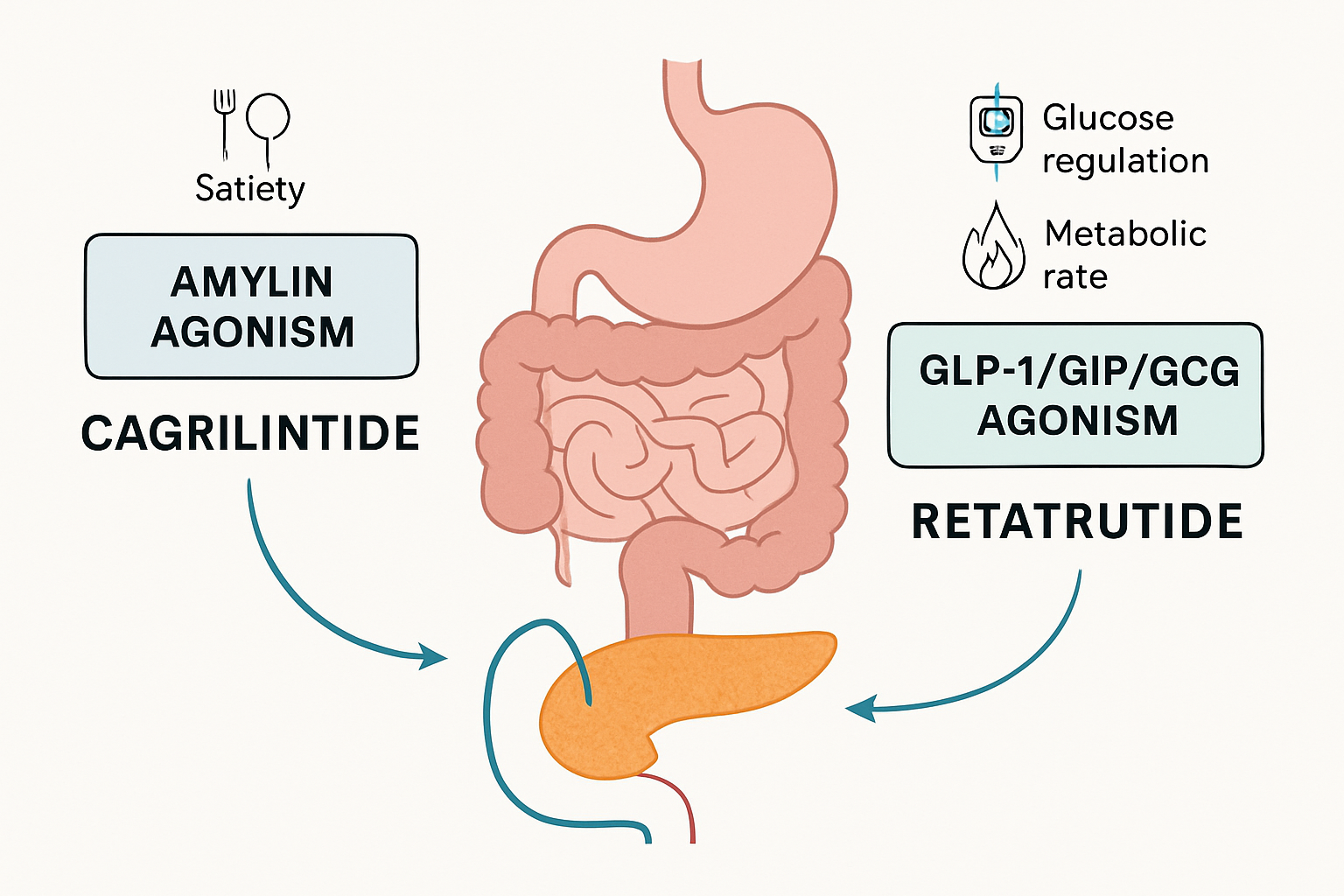 A detailed infographic image (1536x1024) illustrating the individual mechanisms of action for cagrilintide and retatrutide, with separate ca