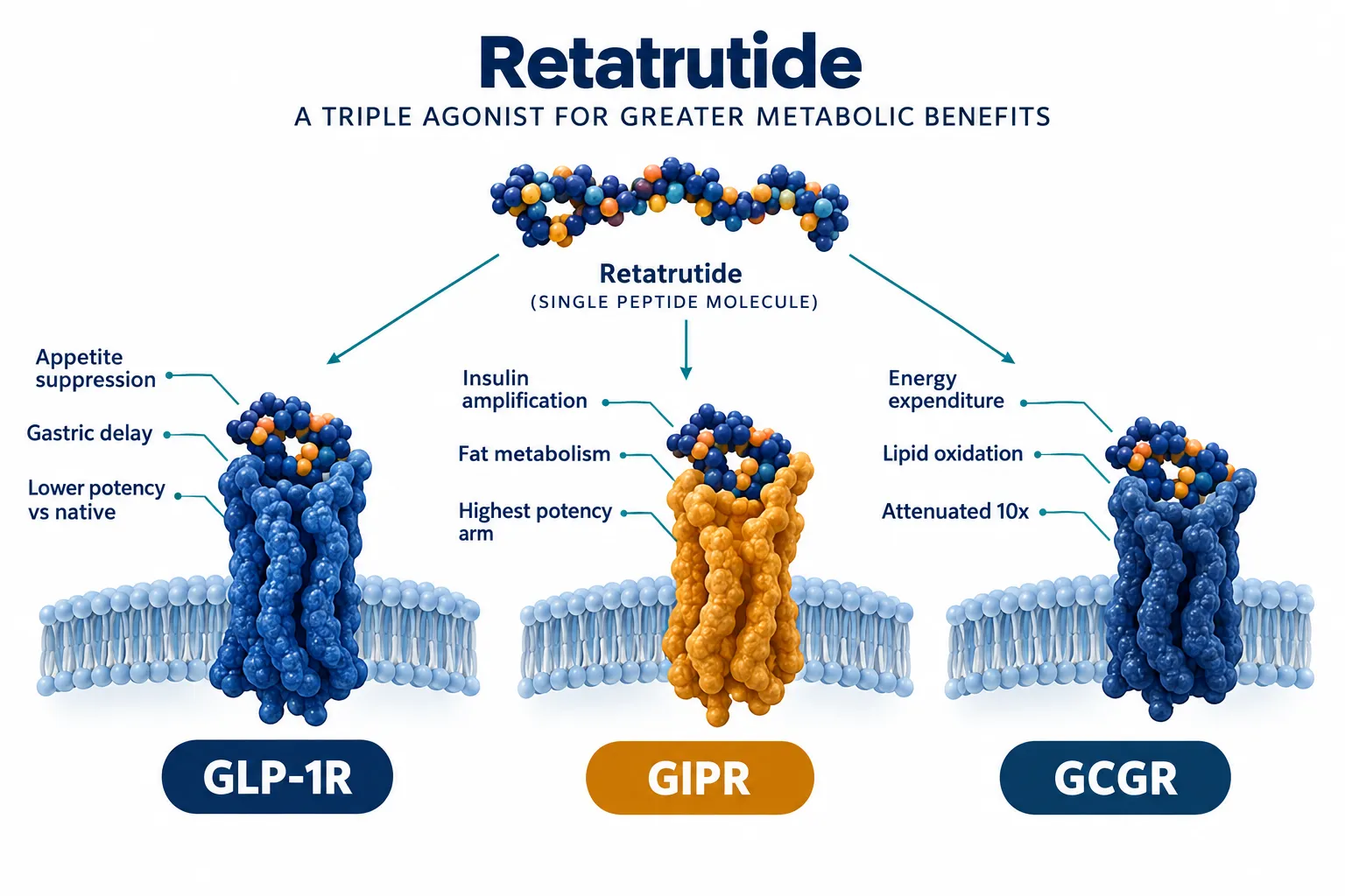 Understanding Retatrutide's Engineered Receptor Weighting