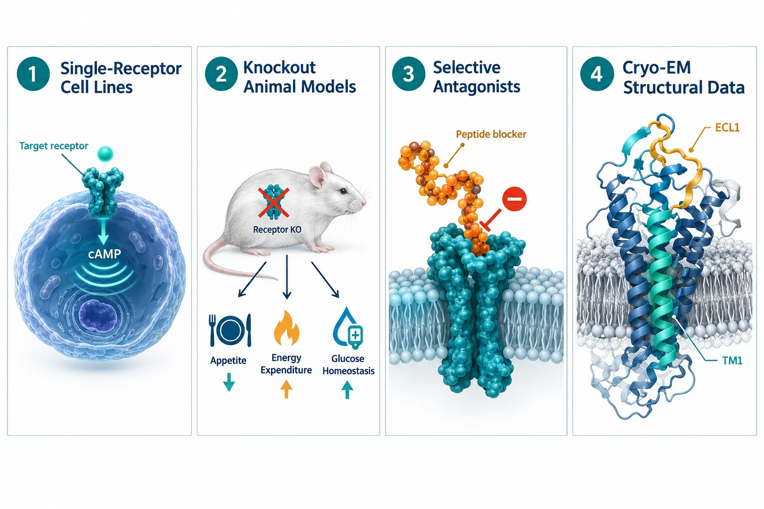 Core Experimental Strategies in GLP-3 Retatrutide Research Models: How to Separate GLP-1, GIP, and Glucagon Receptor Contribu