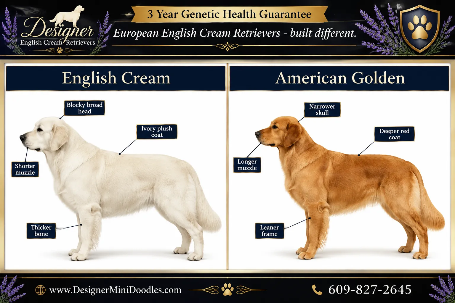 english cream golden retriever puppies Miami