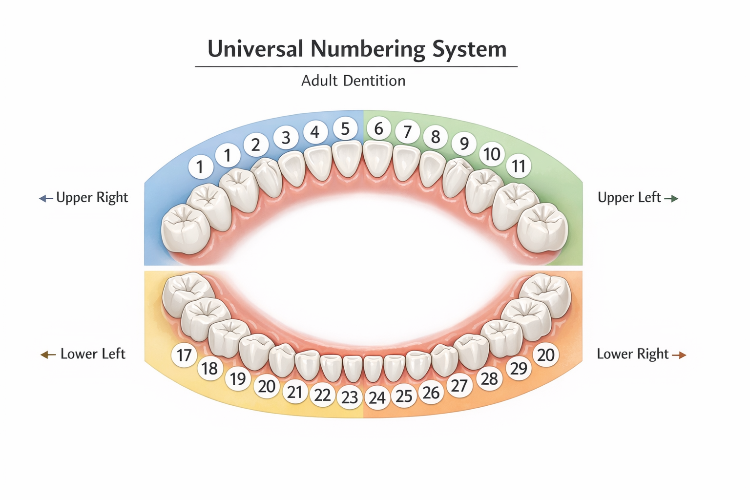 Detailed () image showing a clear, color-coded diagram of the Universal Numbering System applied to a full human dental arch