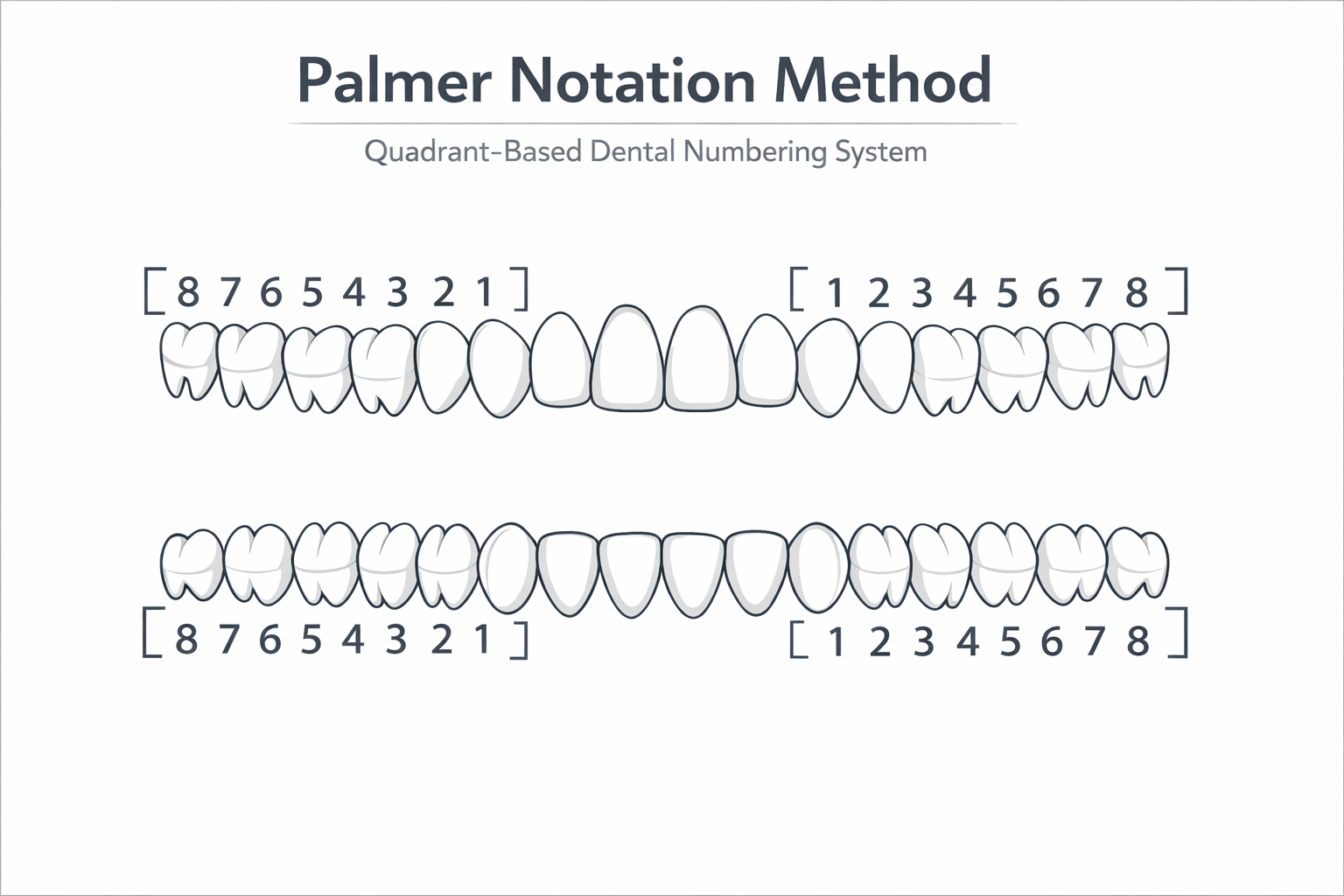 Detailed () image illustrating the Palmer Notation Method on a stylized diagram of an adult dentition. The image distinctly