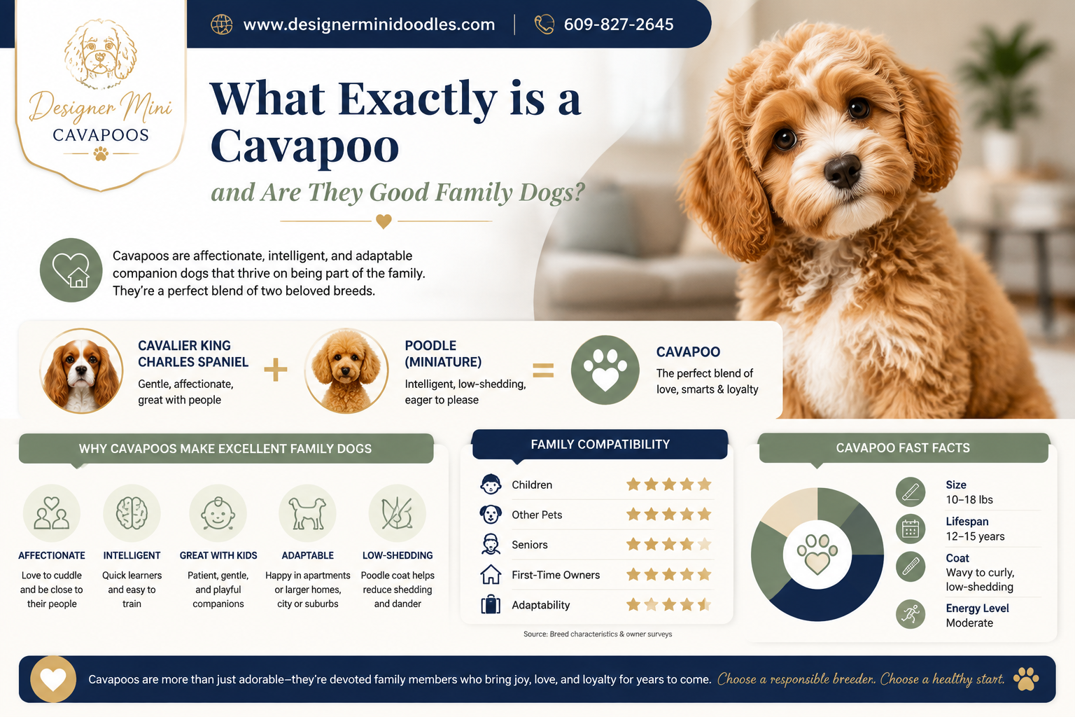 best Cavapoo breeders