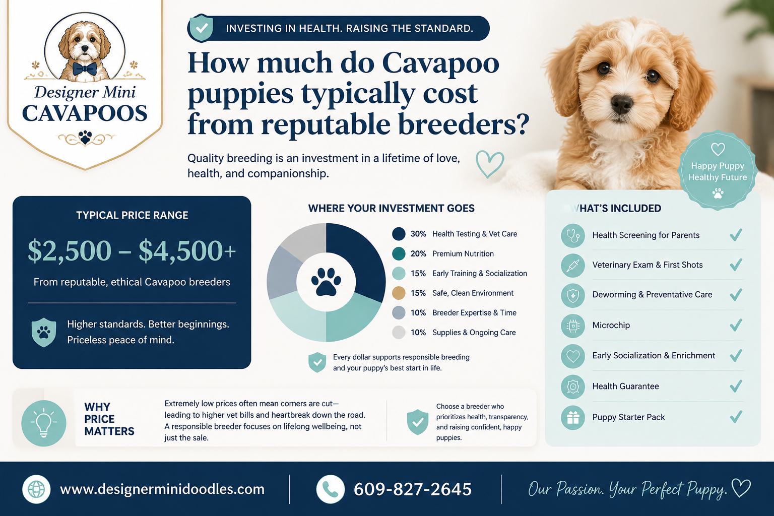 Common mistakes people make when buying a Cavapoo