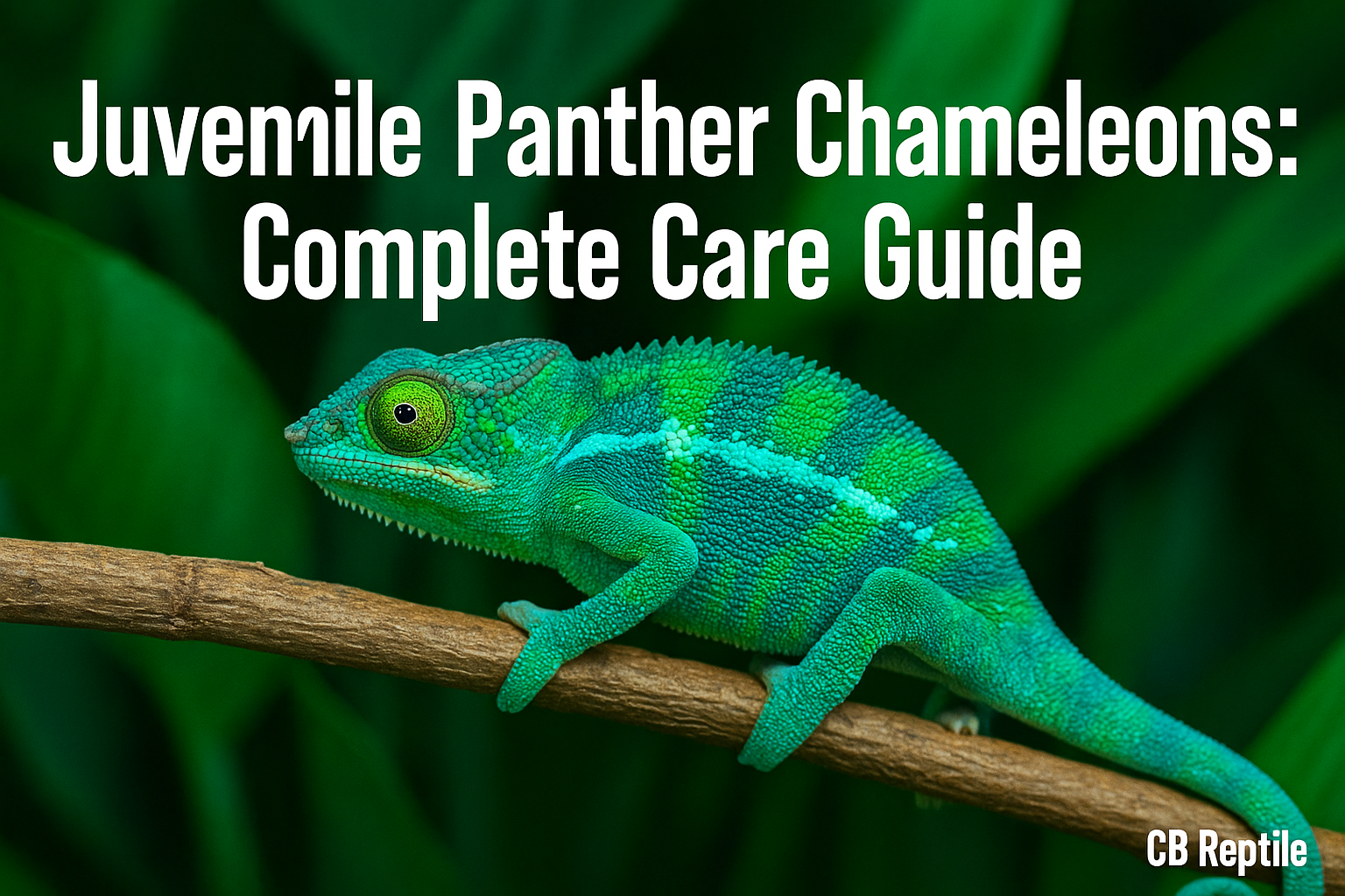 Professional landscape hero image (1536x1024) featuring bold text overlay 'Juvenile Panther Chameleons: Complete Care Guide' in extra large