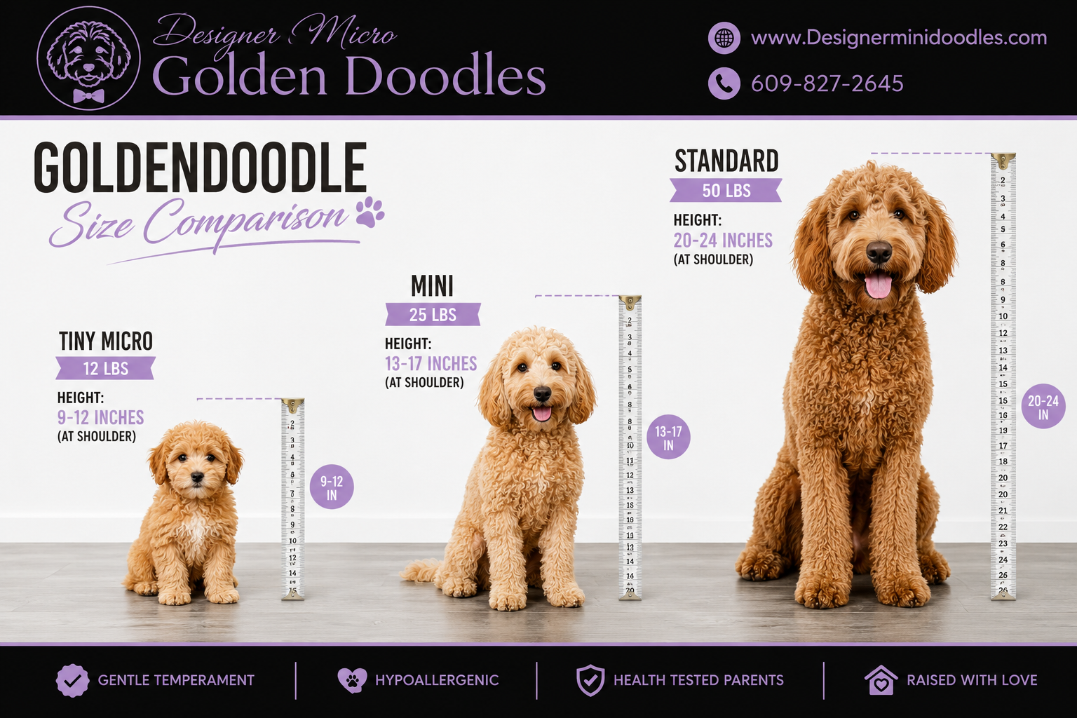 micro goldendoodle for sale North Carolina