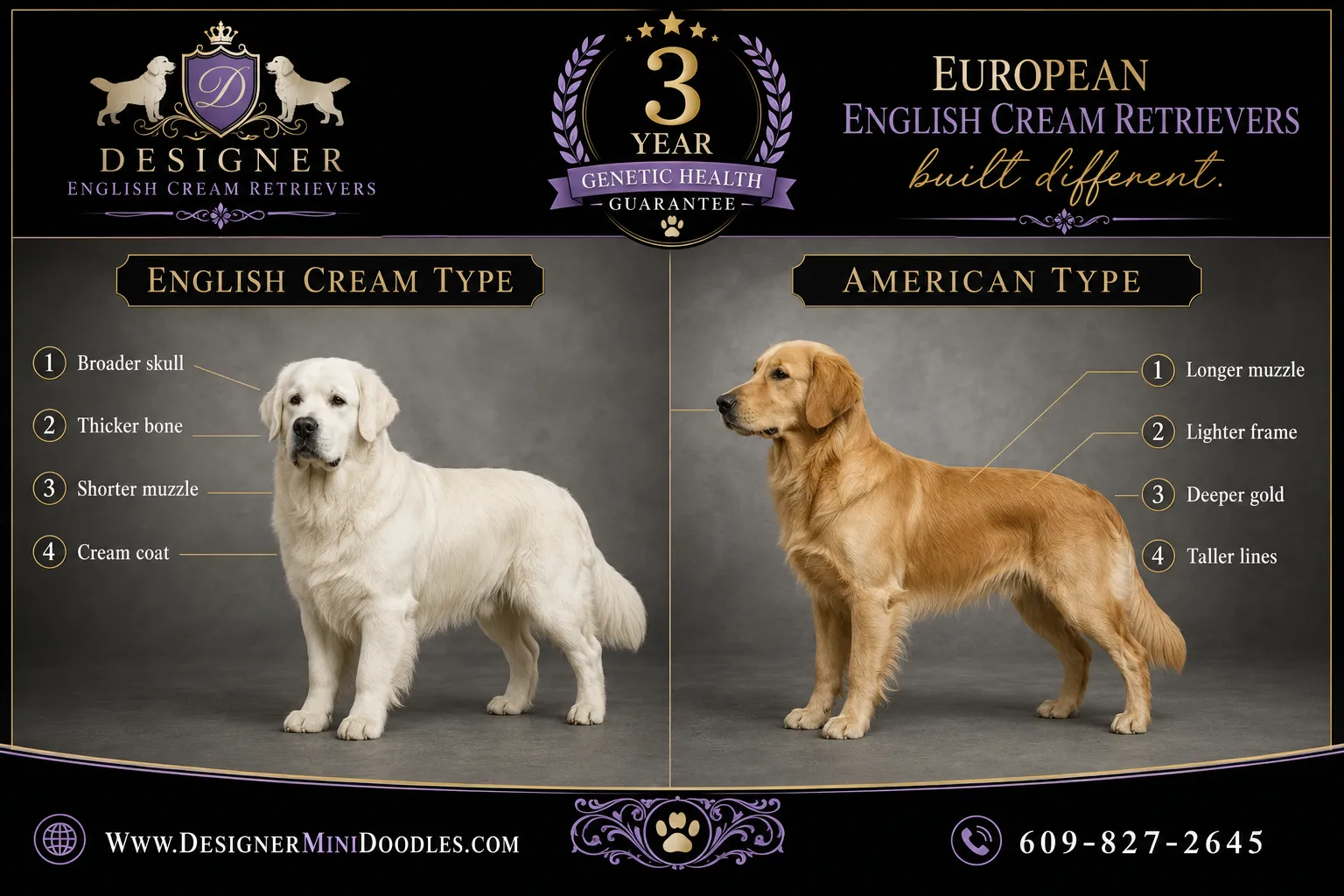 english cream golden retriever size