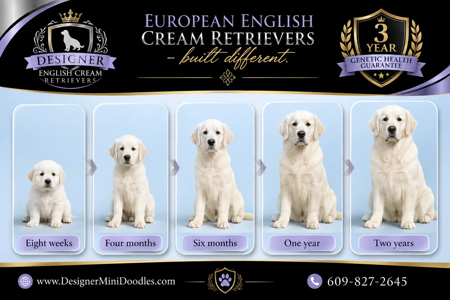 English Cream Golden Retriever size
