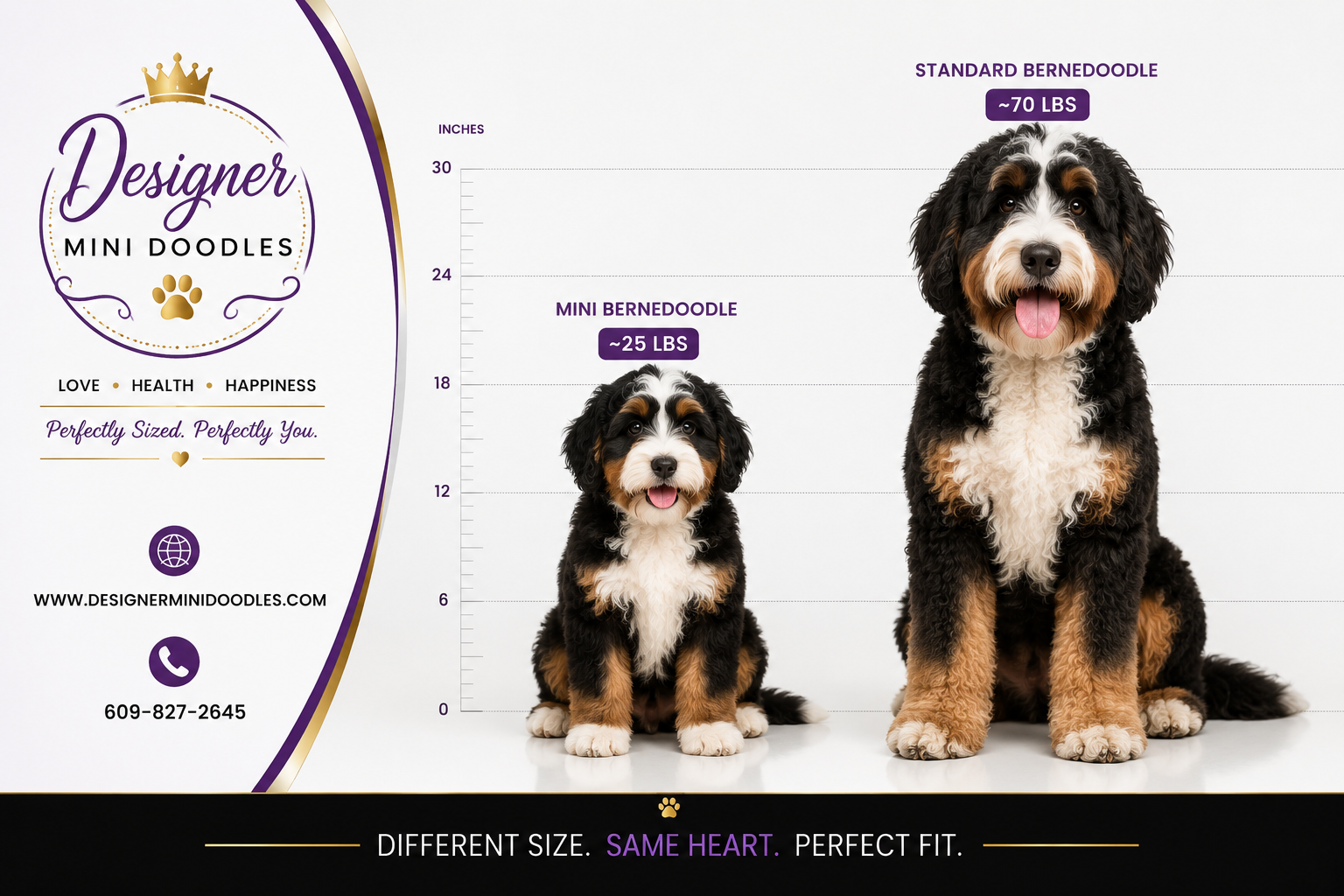 What's the difference between mini and standard bernedoodles?