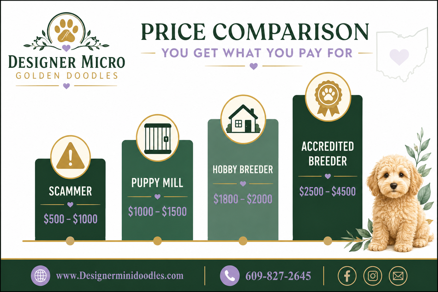 Micro Goldendoodle Price Ohio: What You Should Actually Pay