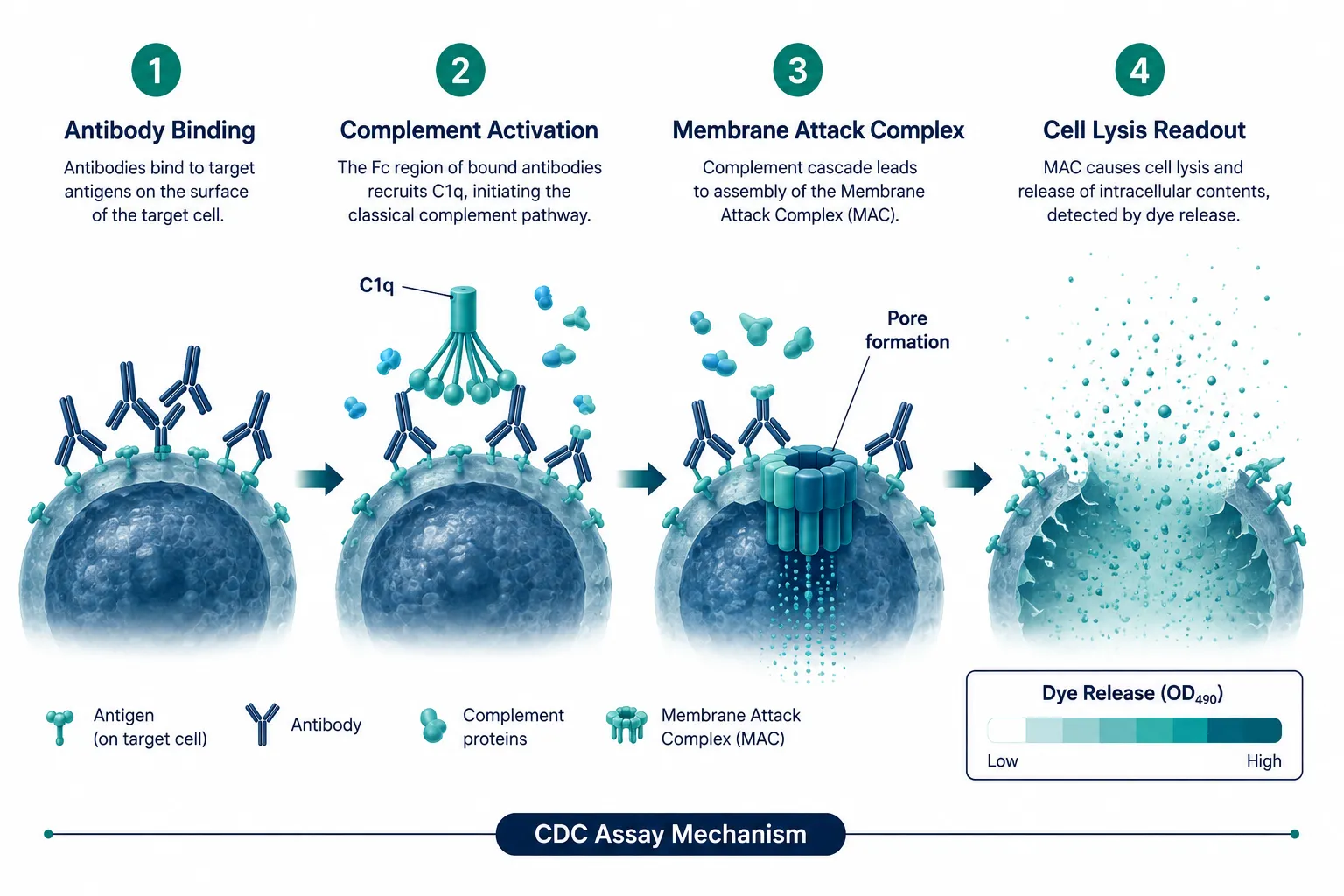 How Complement-Dependent Cytotoxicity Works
