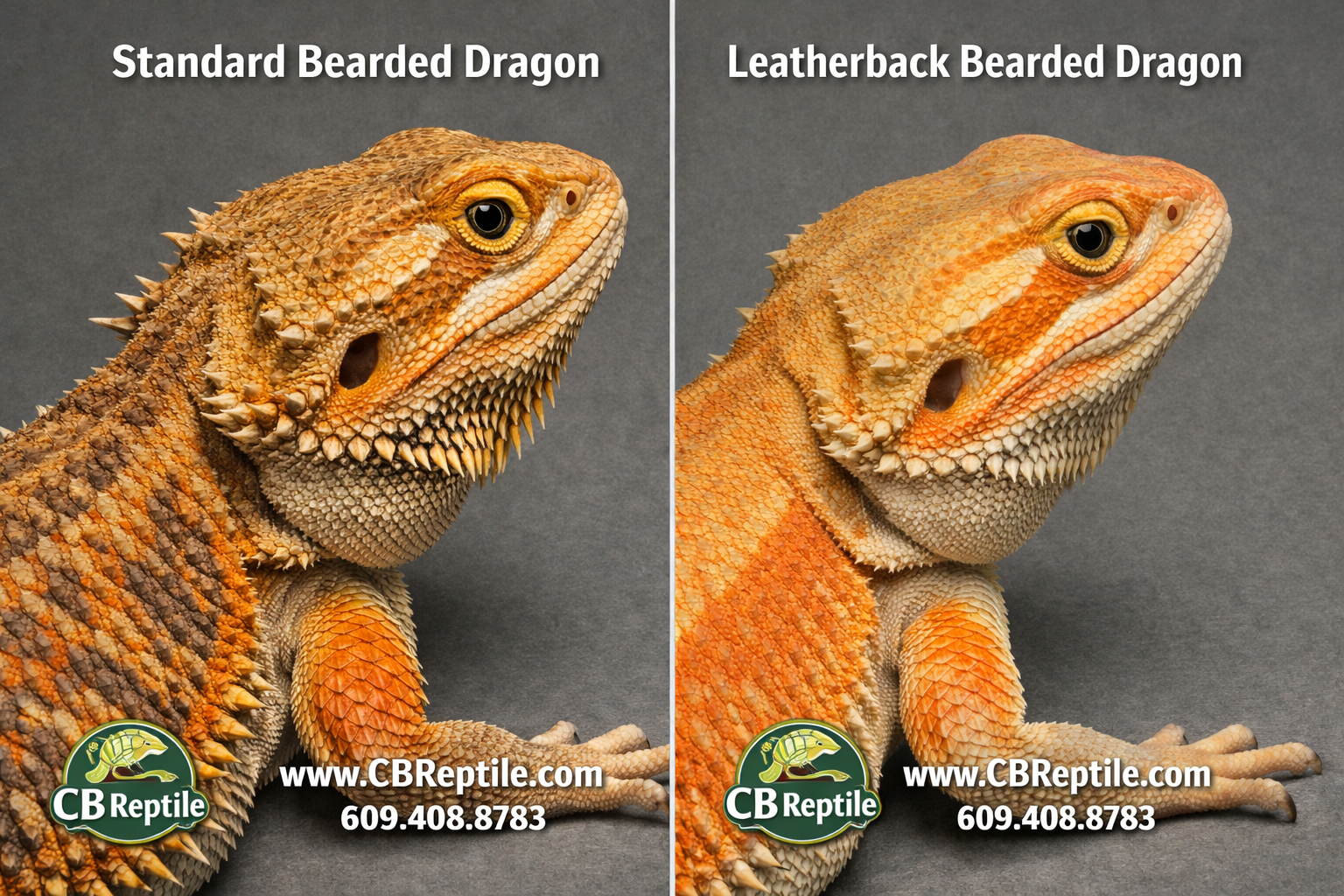 Detailed () showing a side-by-side scale texture comparison: left half displays a standard bearded dragon with full spiny