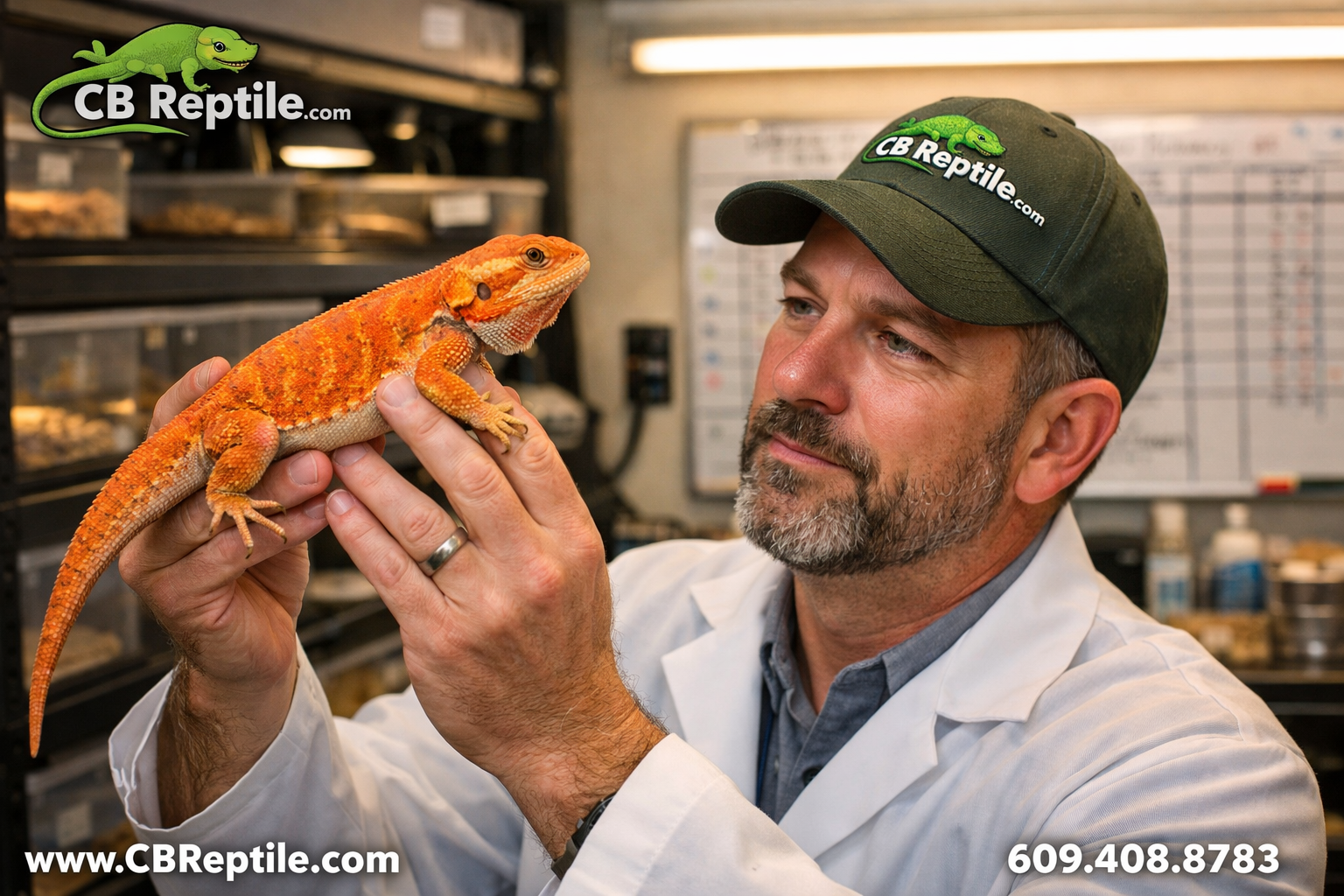 Detailed () showing a professional reptile breeder in a clean, well-lit facility examining a vibrant leatherback bearded