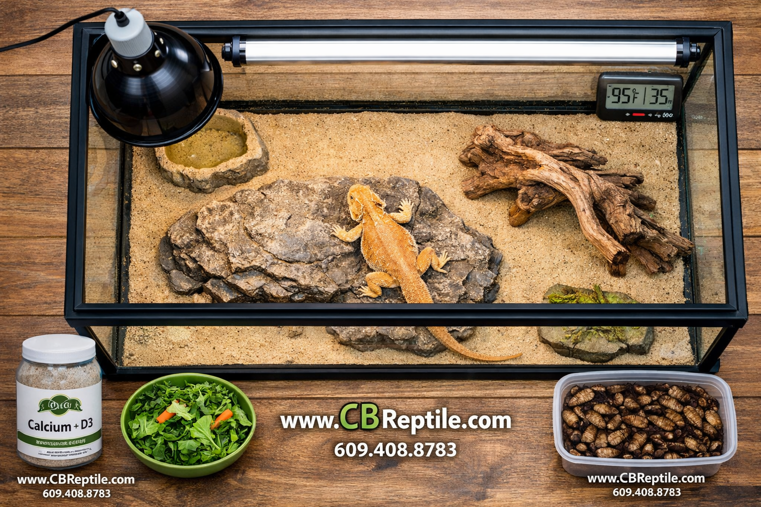 Detailed () overhead flat-lay composition showing a complete leatherback bearded dragon habitat setup: 120-gallon terrarium