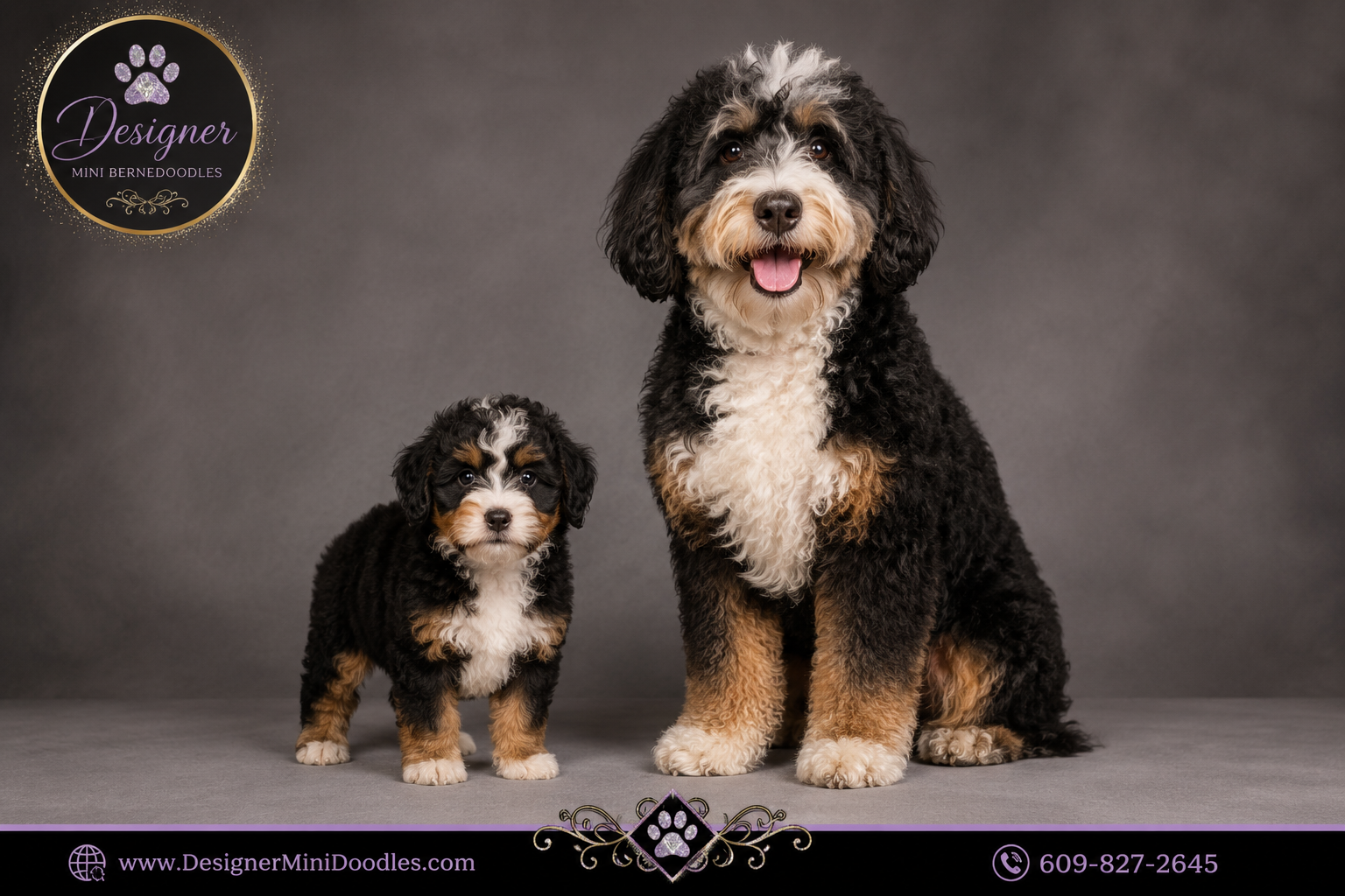 micro mini bernedoodle for sale