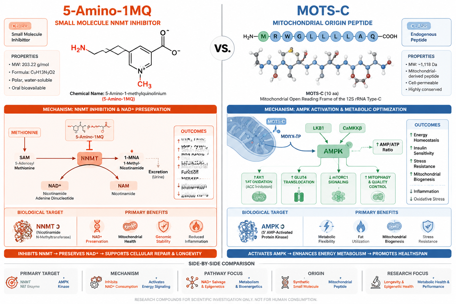 Detailed () scientific comparison infographic showing two peptide molecules side by side: 5-Amino-1MQ depicted as a small