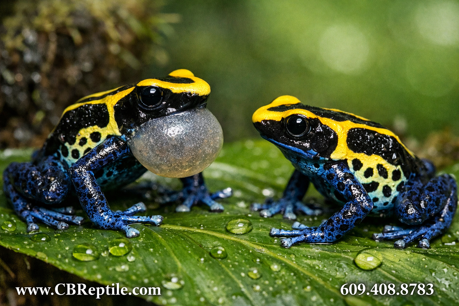 Close-up macro photograph of a pair of colorful poison dart frogs courting on a broad tropical leaf inside a bioactive