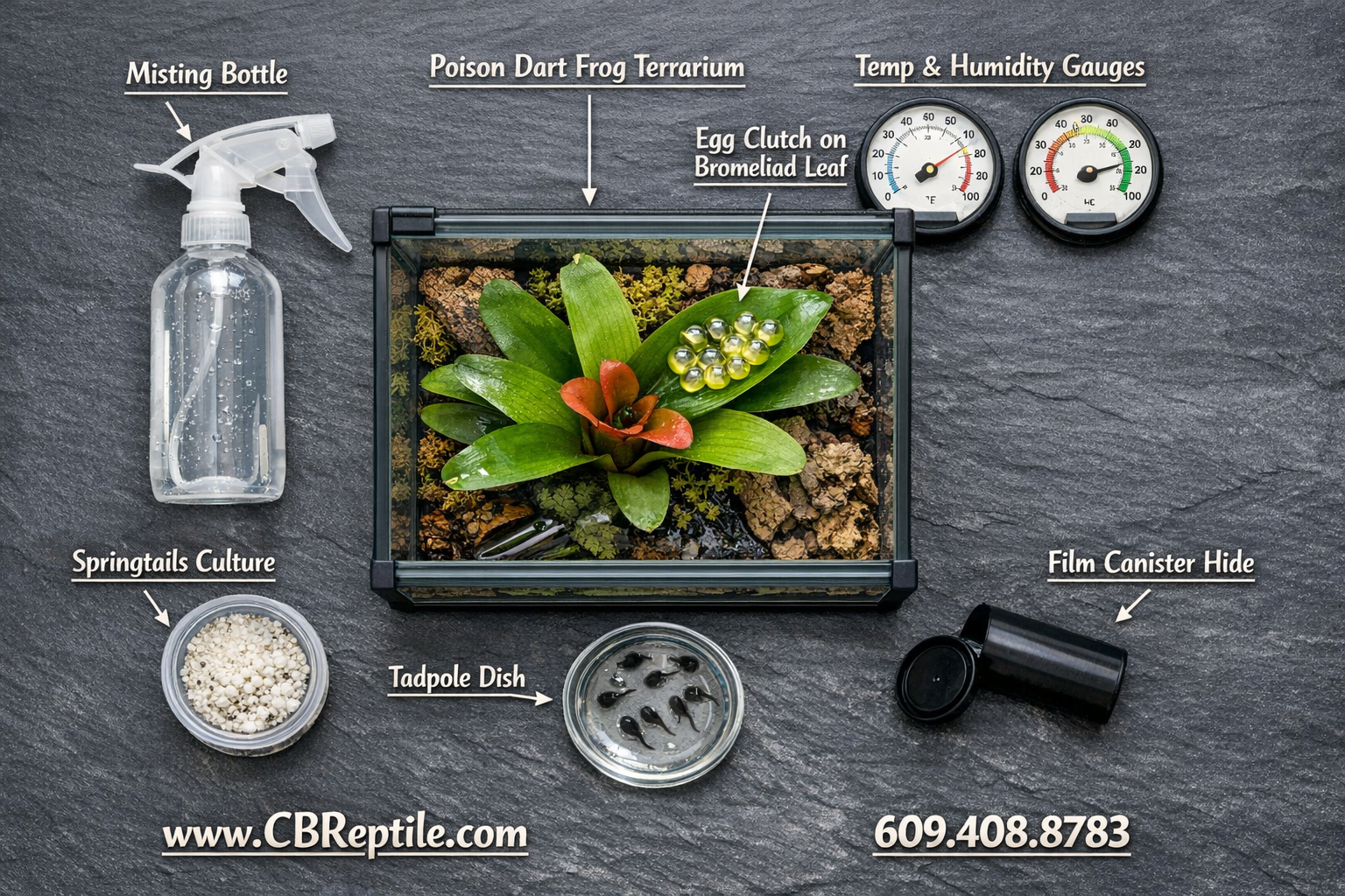 Overhead flat-lay infographic-style image showing a poison dart frog breeding setup: glass terrarium with egg clutch on a