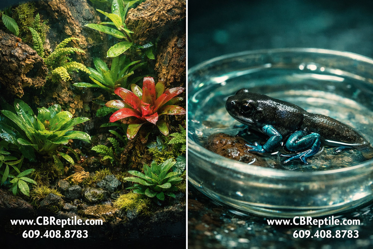 Split-panel landscape image showing left side a thriving bioactive dart frog vivarium with live plants bromeliads and cork