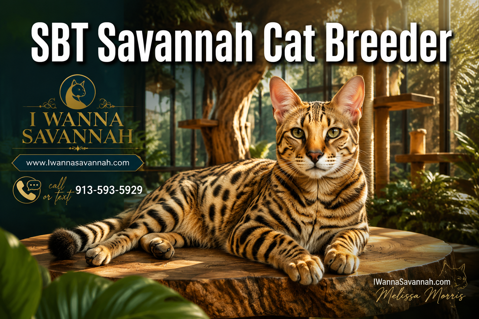 Professional () hero image featuring 'SBT Savannah Cat Breeder' in extra large white with deep effect, centered in upper