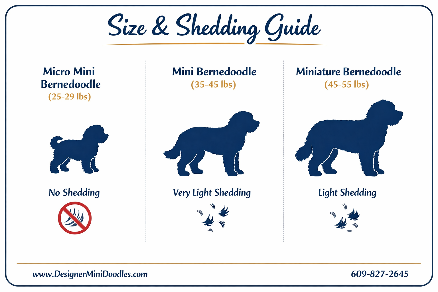 () educational infographic showing miniature bernedoodle size comparison chart with three columns: Micro Mini Bernedoodle